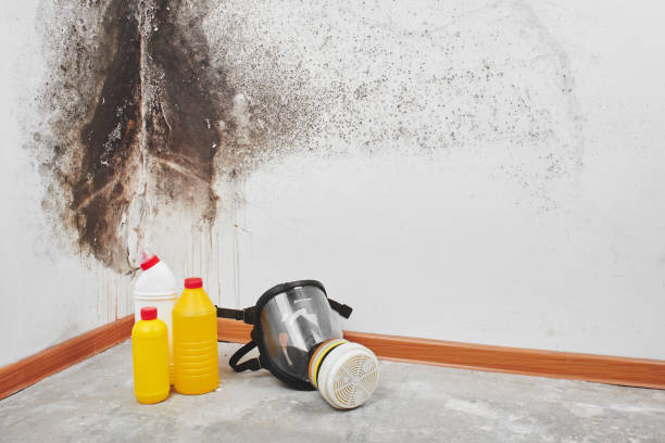 Best Post-Flood Mold Remediation in Price, UT