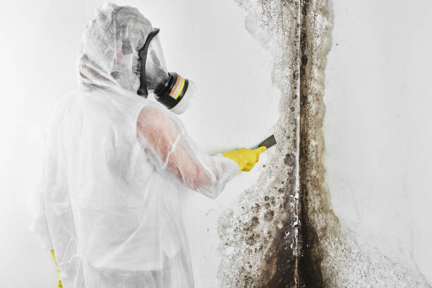 Best Black Mold Remediation in Price, UT