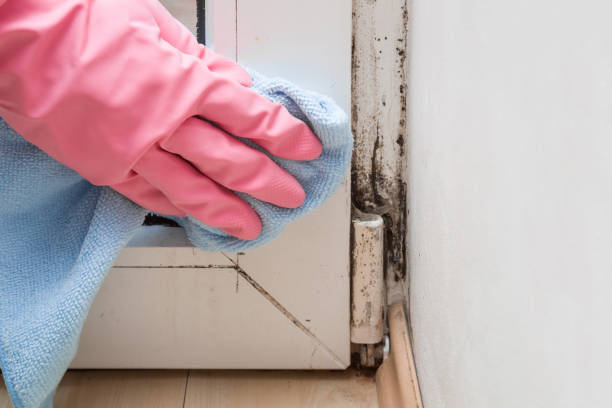 Best Residential Mold Remediation in Price, UT